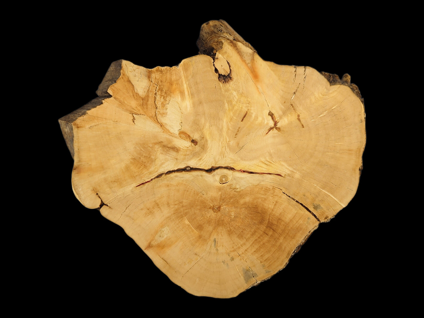 This irregular, pale yellow wood slice features distinct growth rings, multiple cracks, and natural live edge.