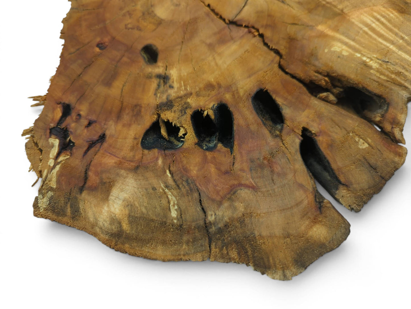 A weeping willow wood slab with a live edge, natural cracks, and dark holes.
