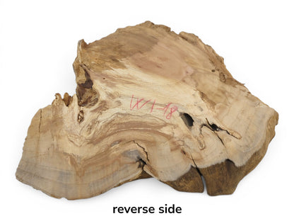 Reverse side of a weeping willow wood slab with natural cracks and a hole.