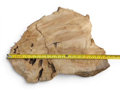 A weeping willow wood slab with a live edge, natural cracks, and a measuring tape.
