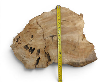 A light brown weeping willow wood slab with a live edge and natural cracks.