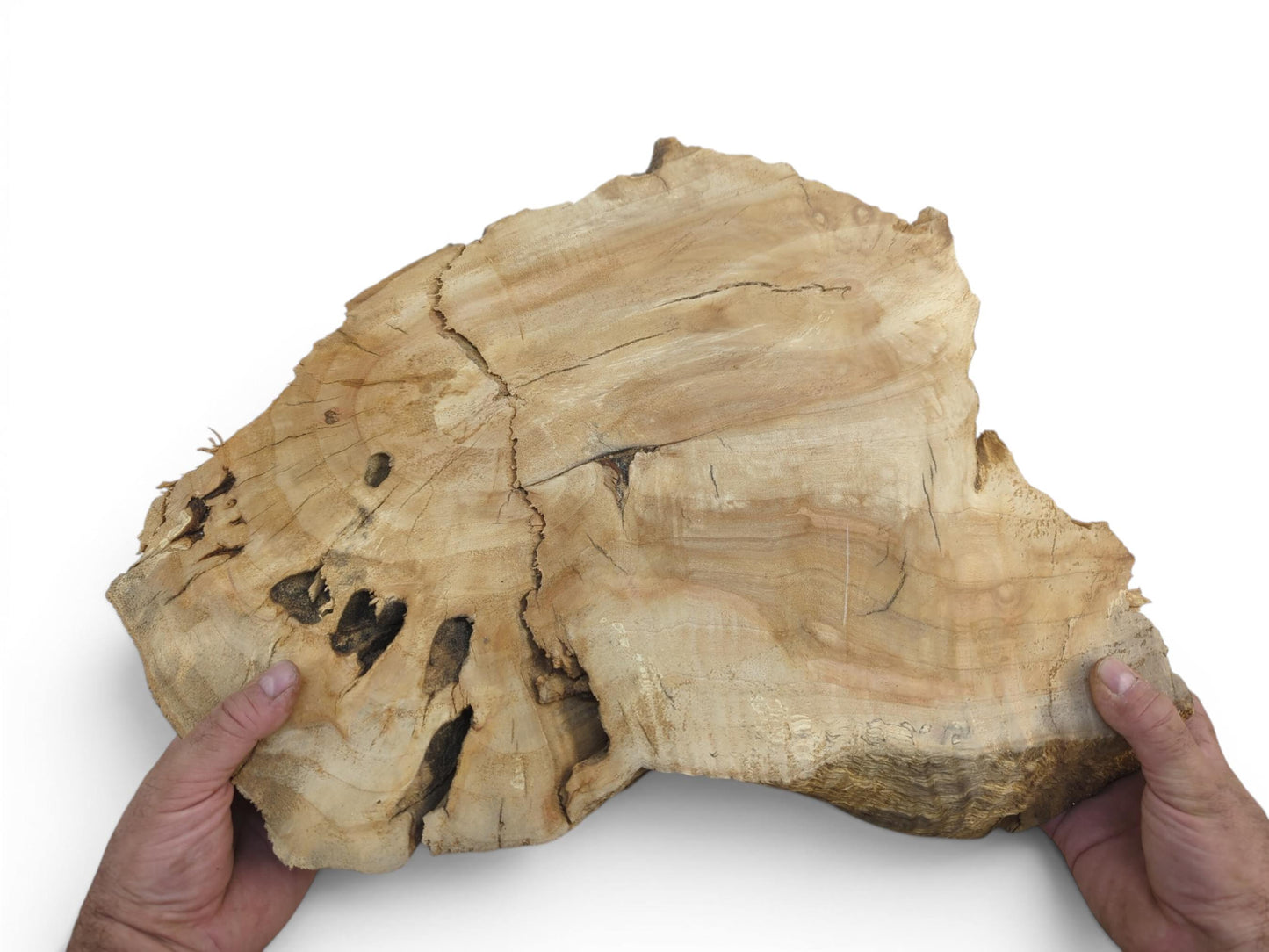 Two hands hold a light brown weeping willow wood slab with natural cracks and holes.