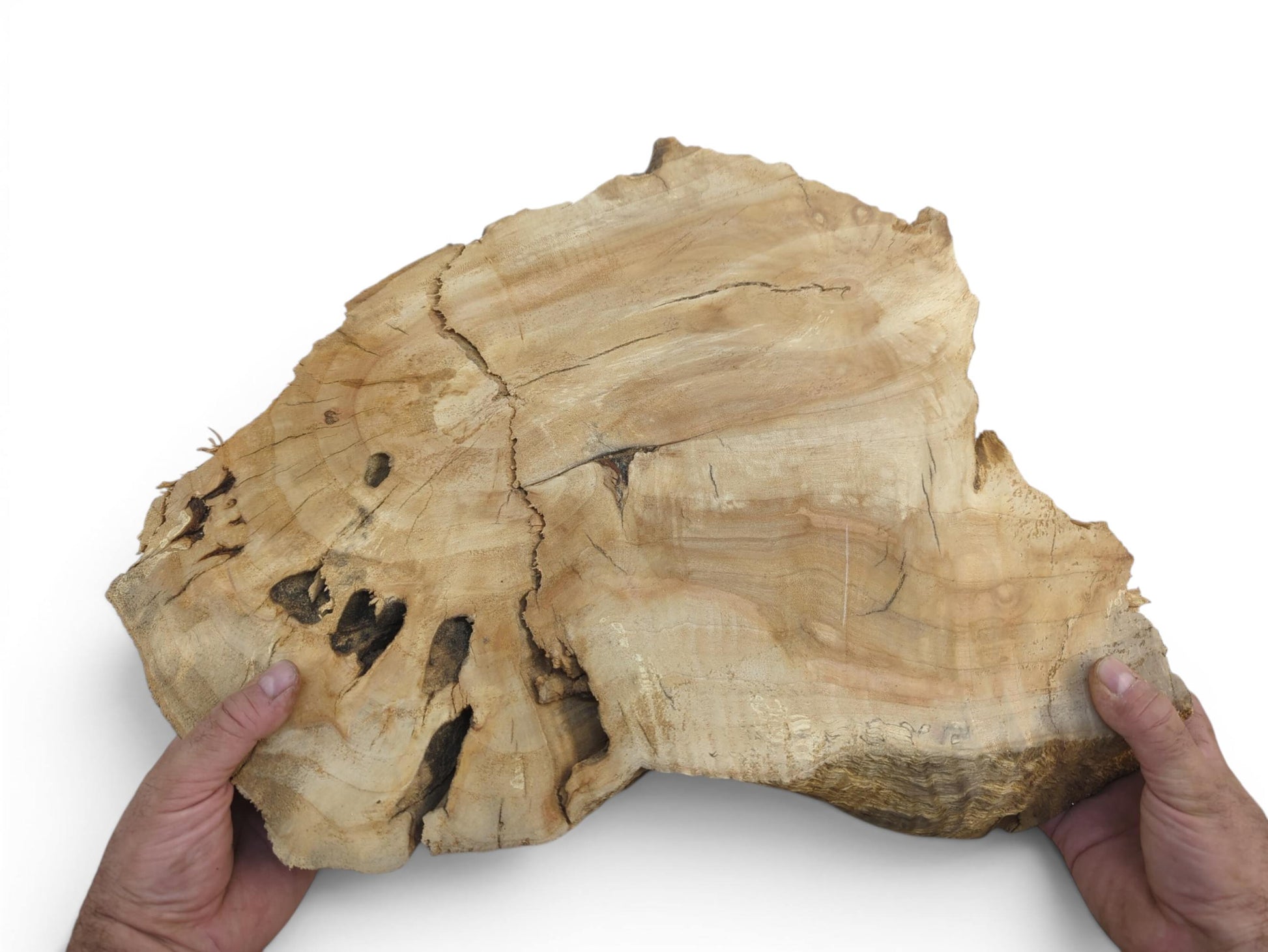 Two hands hold a light brown weeping willow wood slab with natural cracks and holes.
