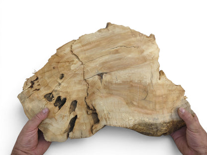 Two hands hold a light brown weeping willow wood slab with natural cracks and holes.