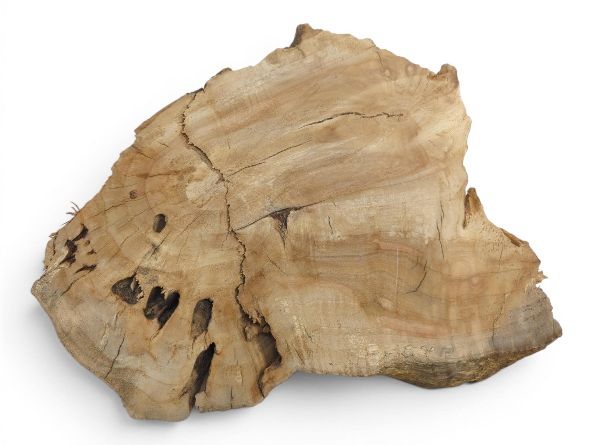 An overhead view of a light brown willow wood slab with natural cracks and holes.