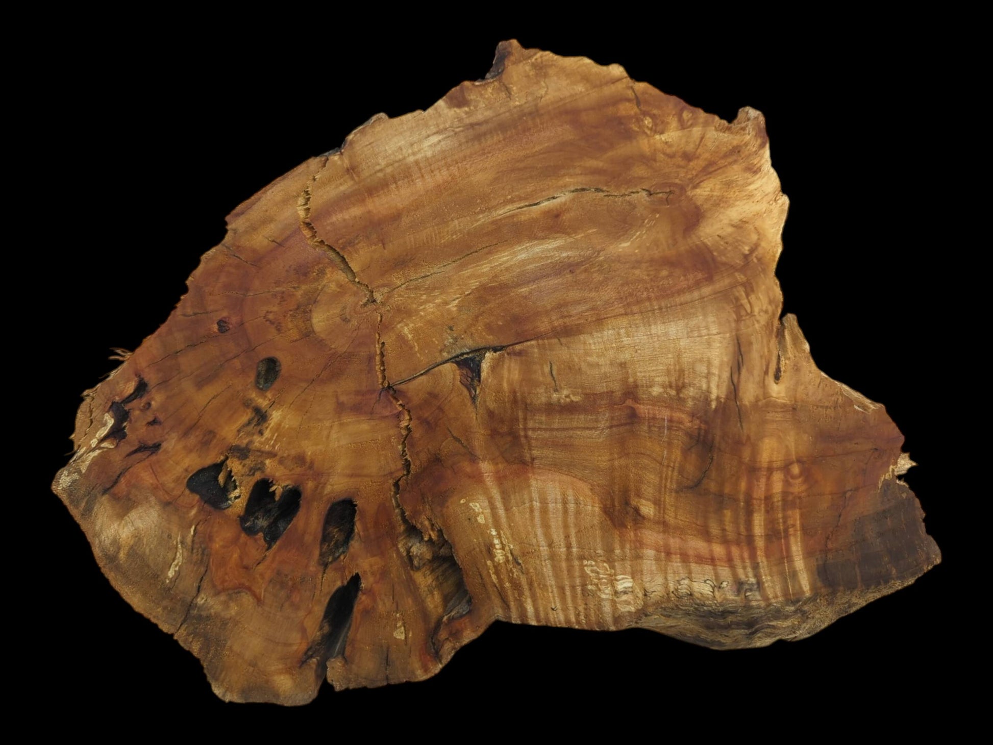 A weeping willow wood slab with a live edge, natural cracks, and dark holes.