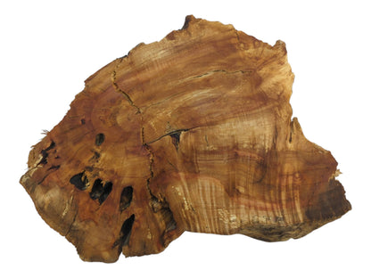 An overhead view of a natural weeping willow wood slab with prominent cracks and holes.