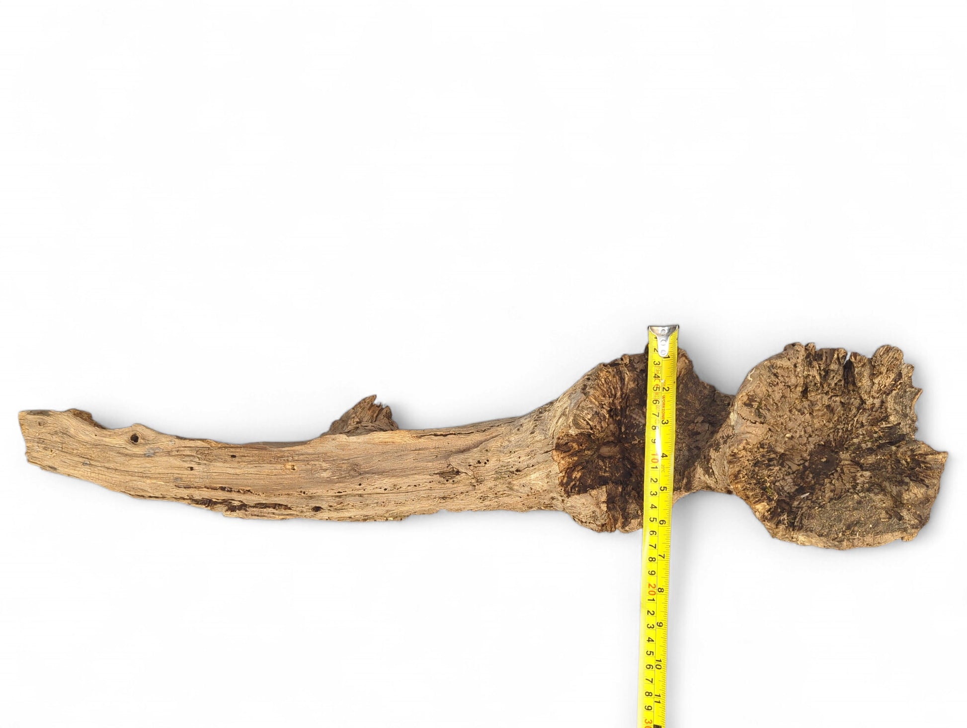 Irregular, weathered light brown wood piece with gnarled texture and burl, measured by yellow tape.