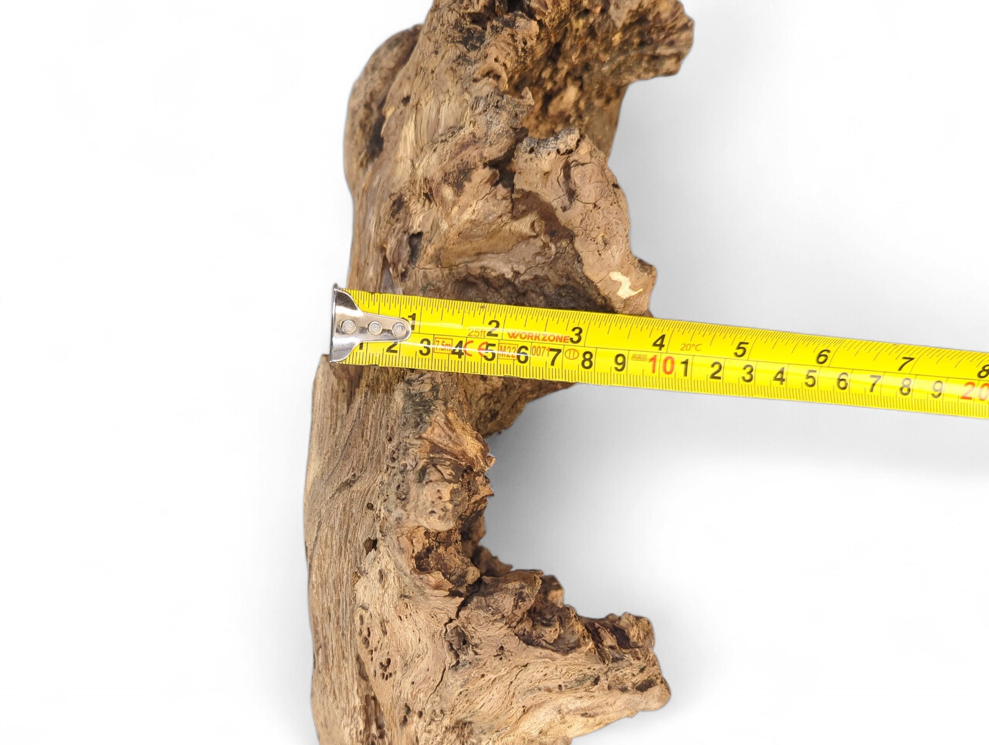 Rough, gnarled light brown weathered wood piece with visible cracks, measured by a yellow tape.