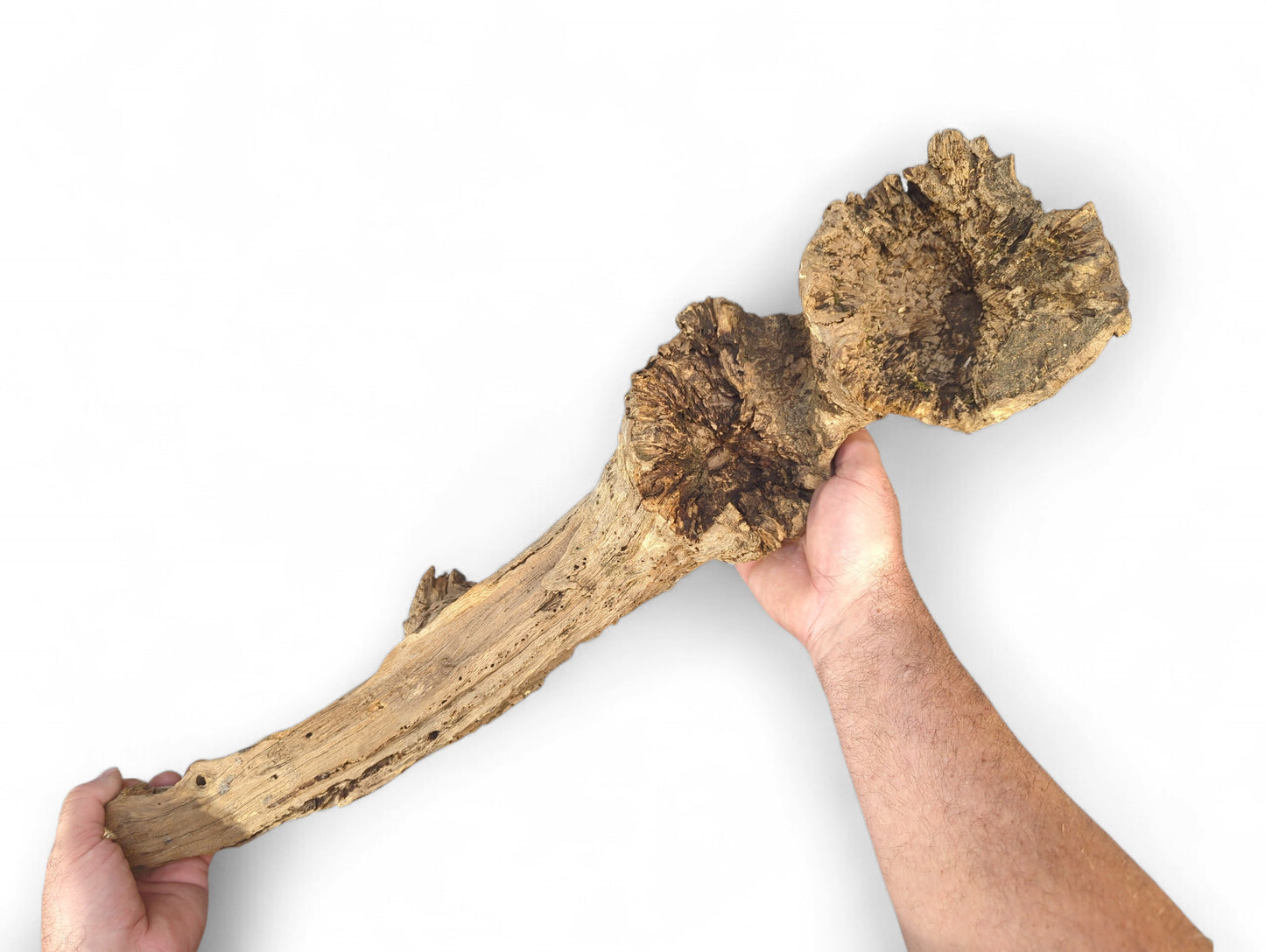 Weathered, gnarled brown wood burl sculpture held by two hands on a white background.