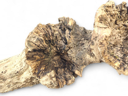 Textured, organic wood piece with a central depression and varied light and dark brown colors on white.