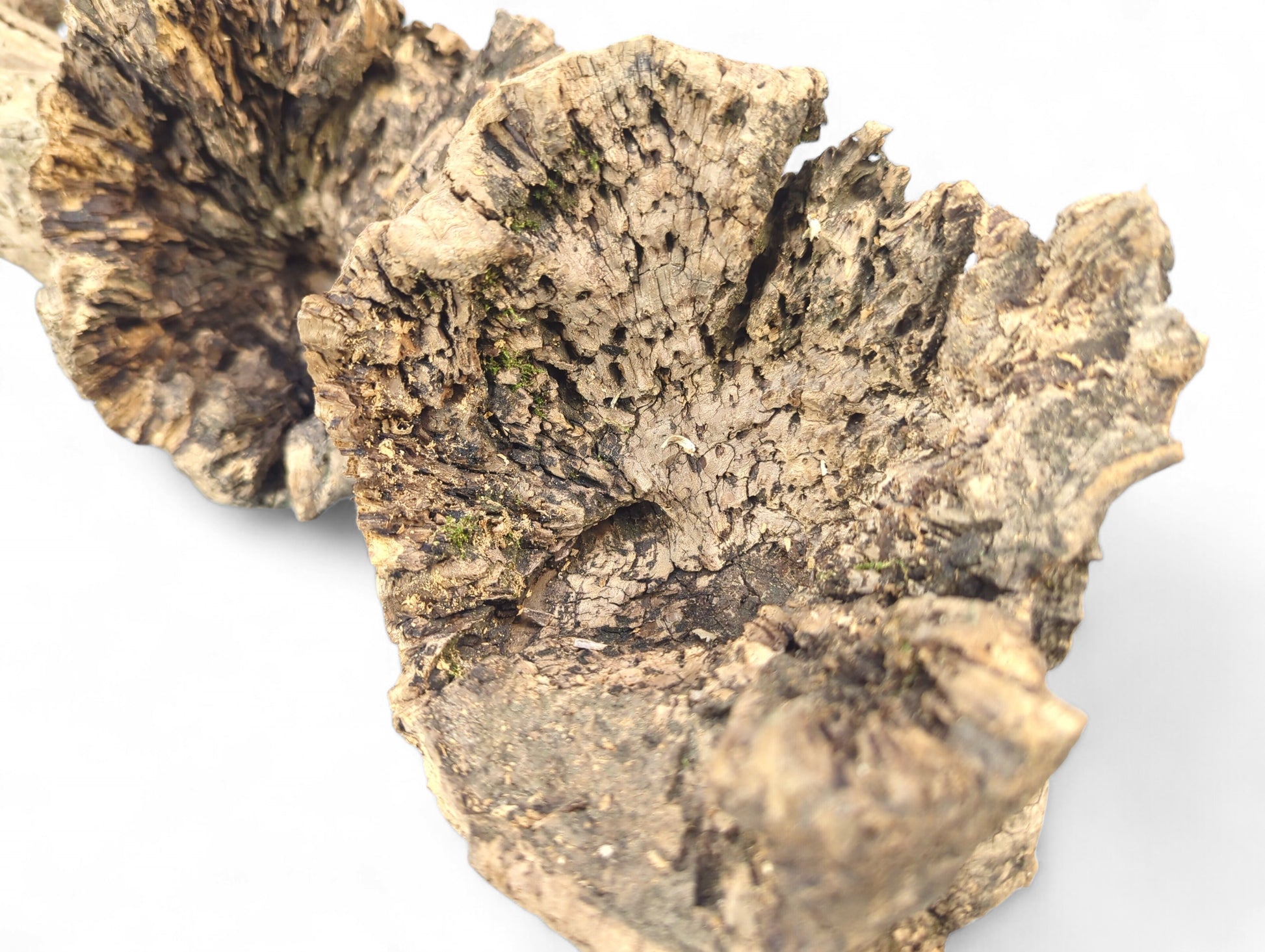 Two irregular, light brown weathered wood pieces with rough, porous texture and green moss on white.