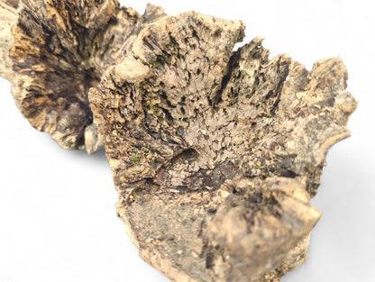Two irregular, light brown weathered wood pieces with rough, porous texture and green moss on white.