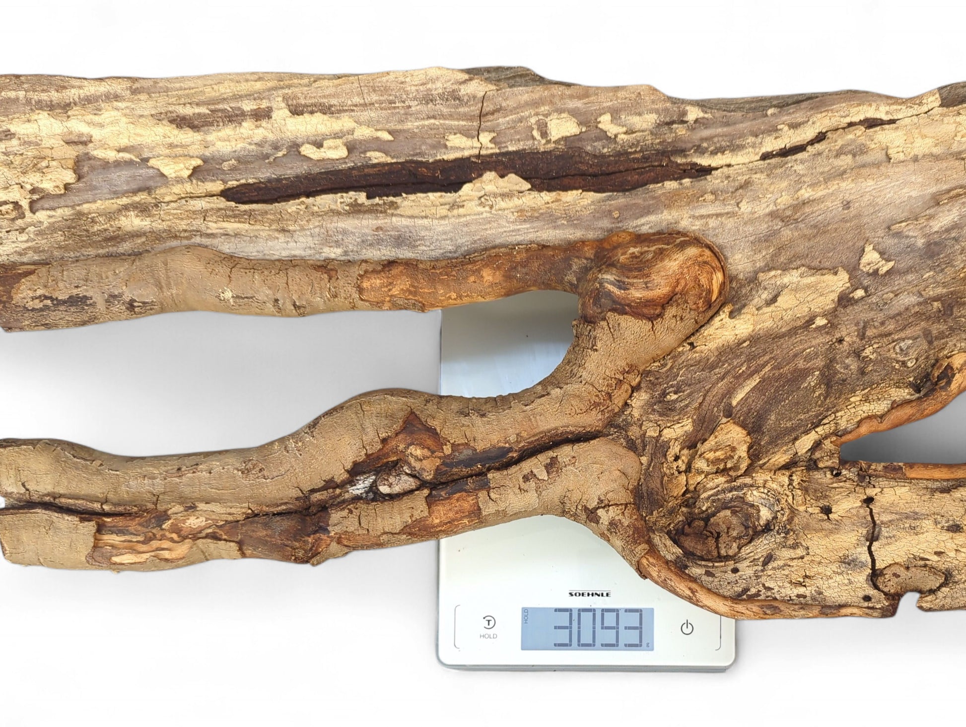 Fissured pale brown driftwood branch with a central opening, resting on a digital scale showing 3093.