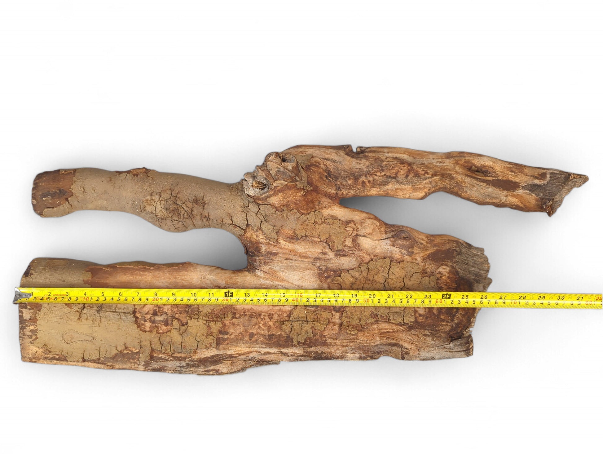 Large pale brown driftwood piece with a central opening, deeply fissured surface, and a yellow measuring tape.