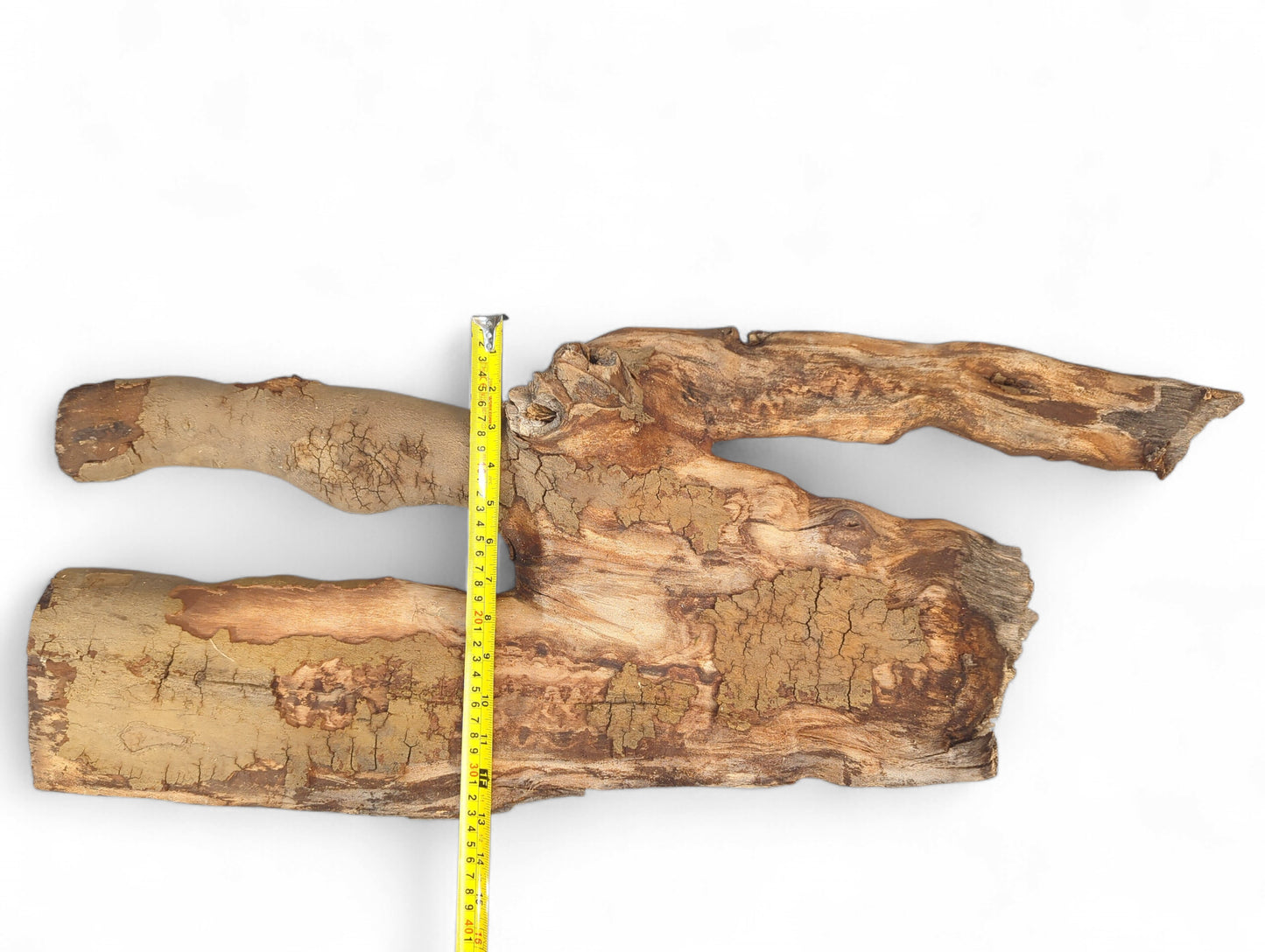 Irregularly shaped pale brown driftwood log featuring a void, fissured texture, and a yellow measuring tape.