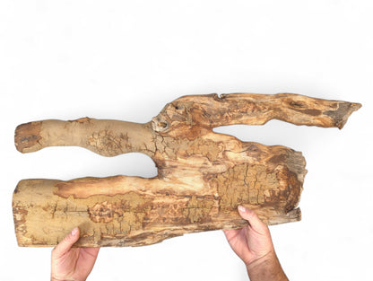 A person's hands support an irregular, light brown driftwood piece with widespread cracking and weathered surface.