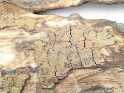 Close-up of weathered driftwood showing deeply fissured, flaky light brown surface over patterned wood grain.