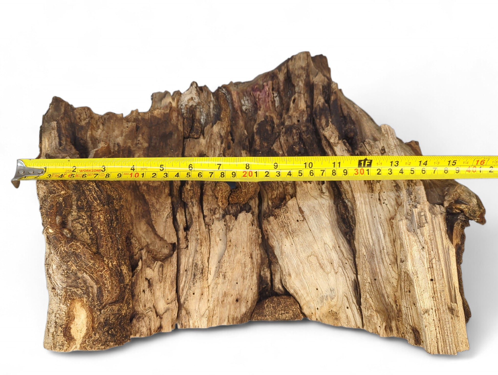Irregular, deeply fissured wood displays weathered brown and tan bark texture, measured by a yellow tape.