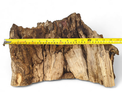 Irregular, deeply fissured wood displays weathered brown and tan bark texture, measured by a yellow tape.