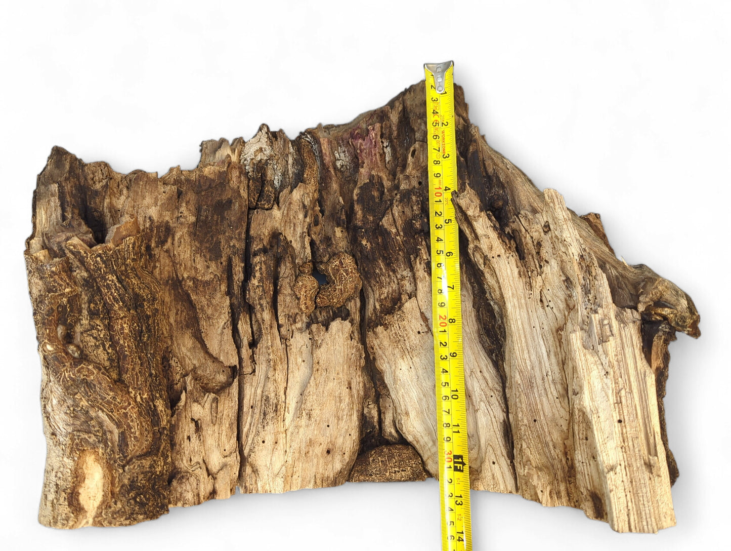 An irregularly shaped wood slab, dark brown, deeply fissured, measured vertically by a yellow tape.