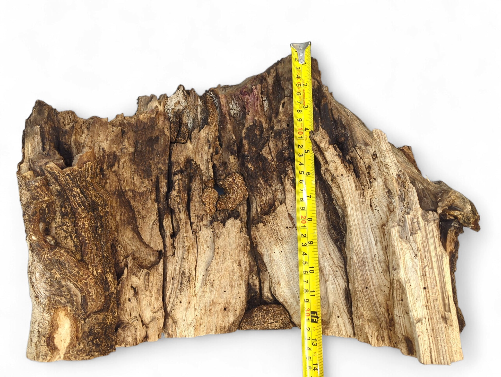 An irregularly shaped wood slab, dark brown, deeply fissured, measured vertically by a yellow tape.