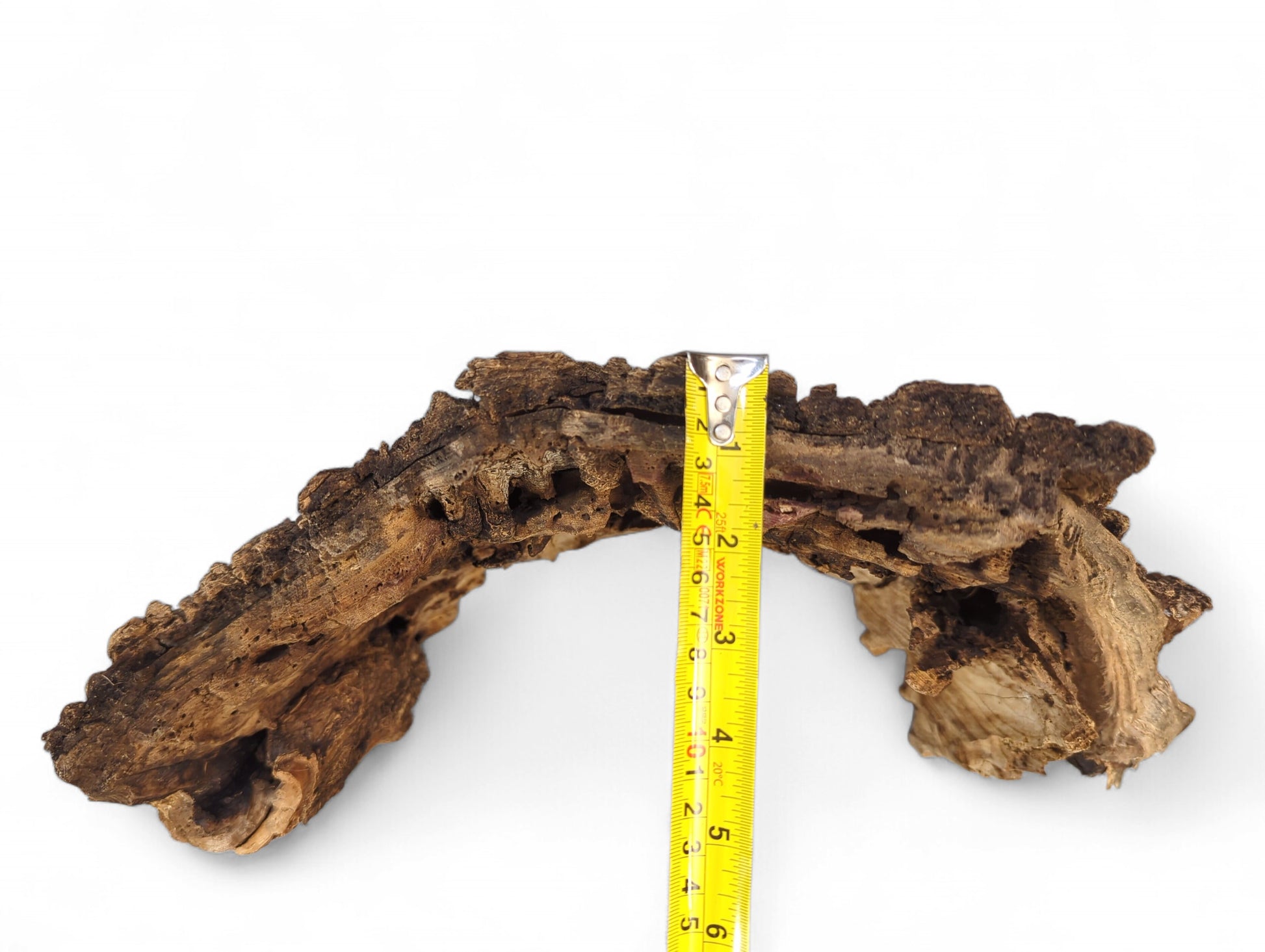 Curved, deeply fissured dark brown weathered wood, with a yellow tape measure showing its vertical dimension.