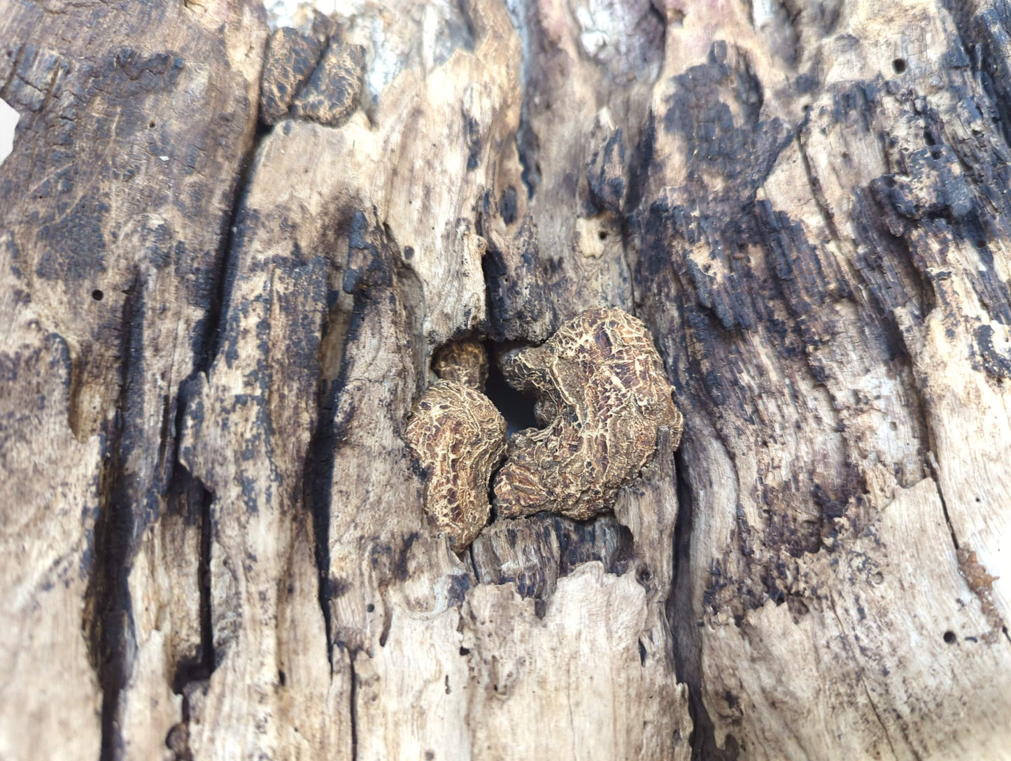 Weathered wood close-up, showing deeply cracked dark bark, lighter wood, and a rough granular central patch.