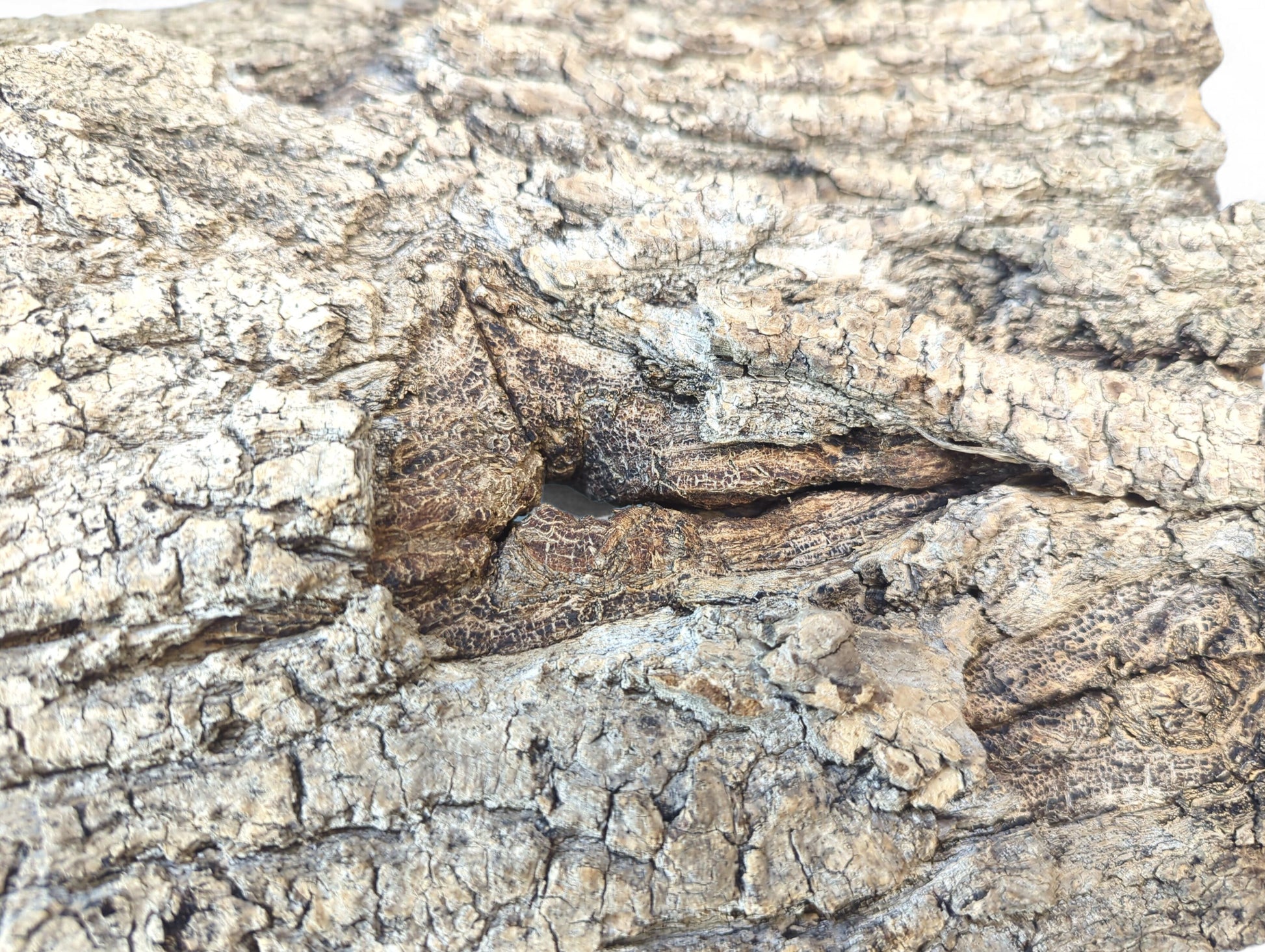 Intricate close-up of untreated, deeply fissured wood bark, showing cracked textures and varied brown-grey tones.