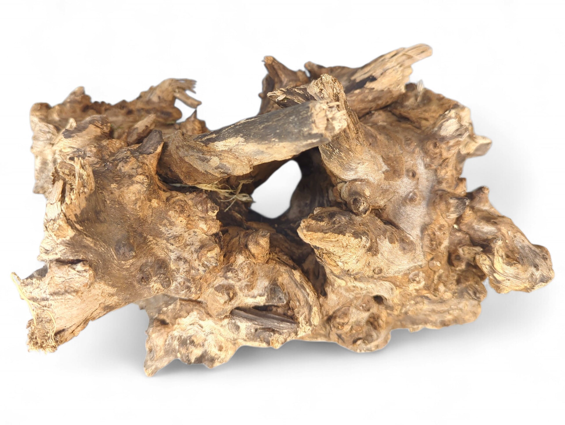 Irregularly shaped, weathered light brown driftwood root with gnarled texture and multiple crevices.