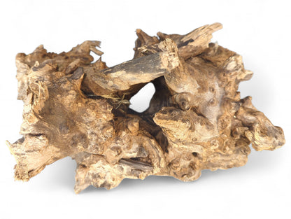 Irregularly shaped, weathered light brown driftwood root with gnarled texture and multiple crevices.