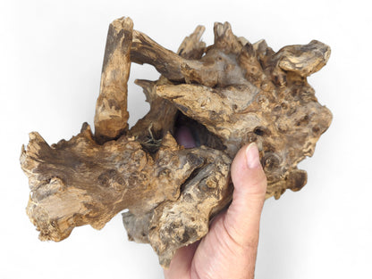 A hand holds a deeply textured, brown driftwood piece featuring multiple knots and intricate natural patterns.