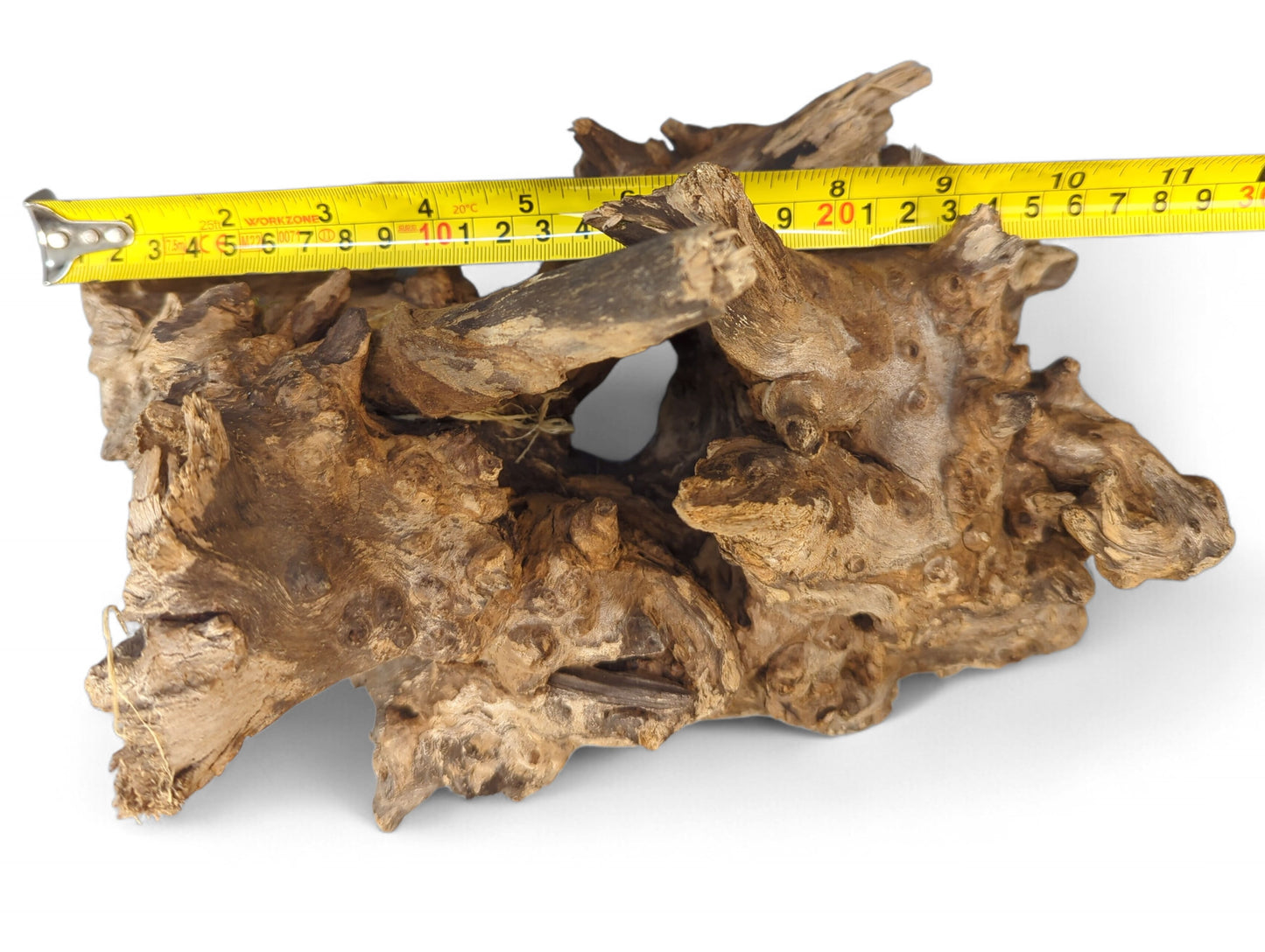 Weathered, gnarled light and dark brown driftwood root with a yellow measuring tape indicating its length.