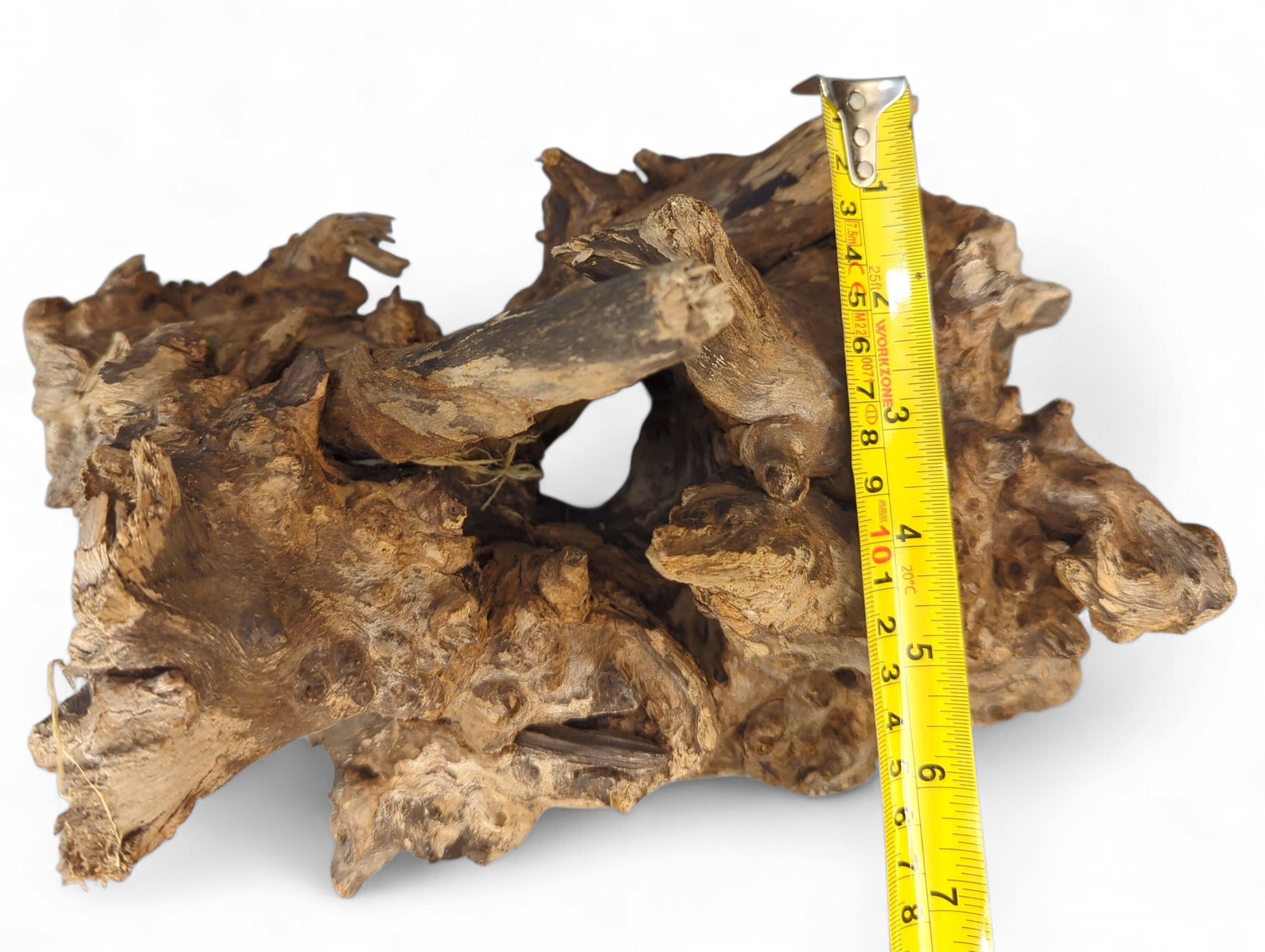 A brown, highly textured driftwood root with an irregular shape and a visible yellow measuring tape.
