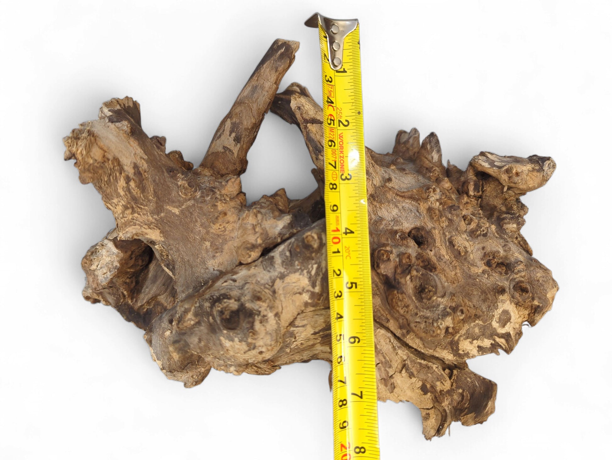 Complexly formed brown driftwood, richly textured with burls and knots, accurately measured by a vertical yellow tape.