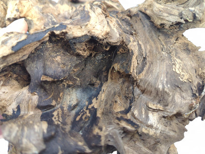 Intricate, dark and light brown gnarled driftwood root with deep weathered textures and crevices. Finger visible.