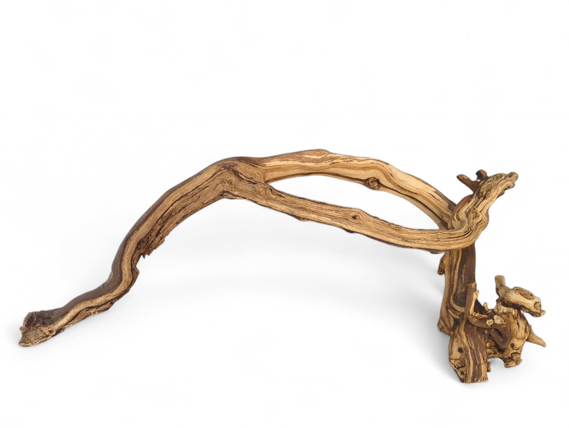 Intricate grapevine driftwood displays a wide U-shape, gnarled texture, and varied brown and tan tones.