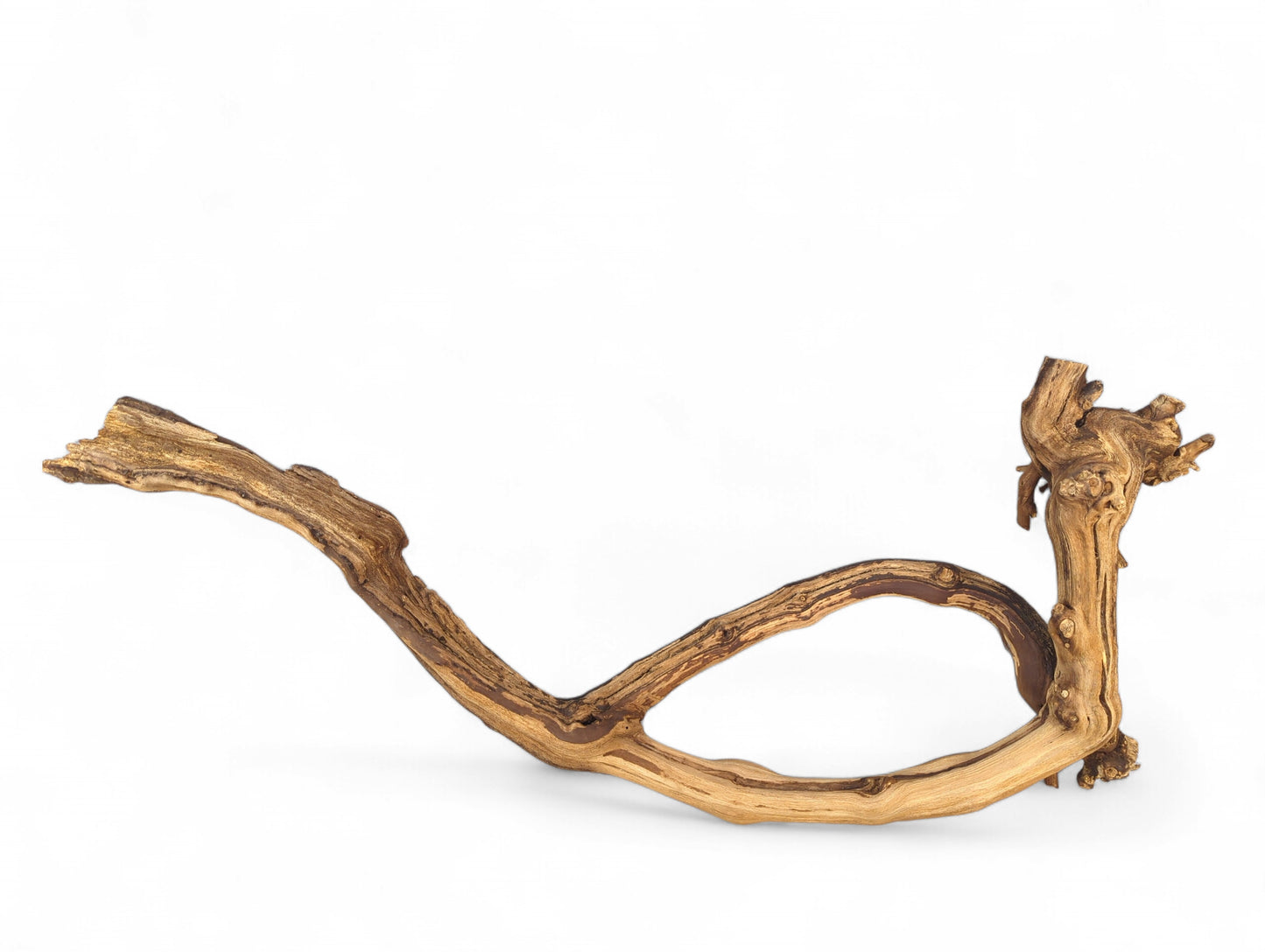 Curved grapevine driftwood forming a wide loop and upright section, showcasing gnarled brown and tan textures.