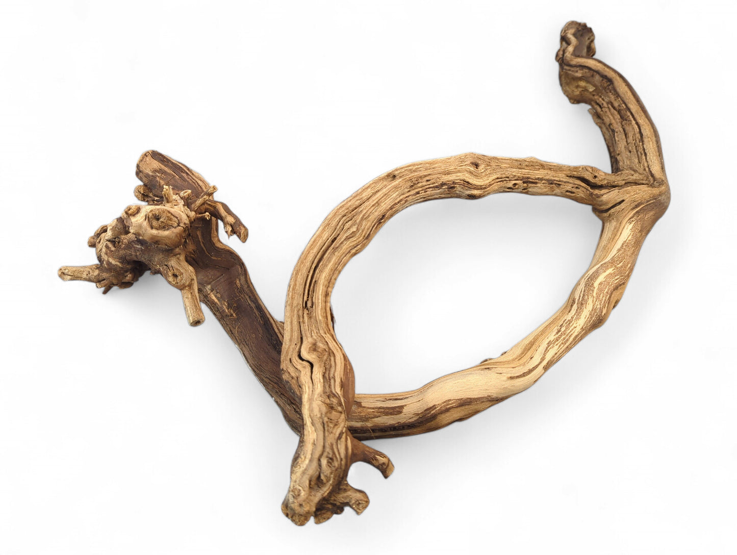Weathered grapevine driftwood, gnarled and textured, forms an irregular open loop of brown and tan.