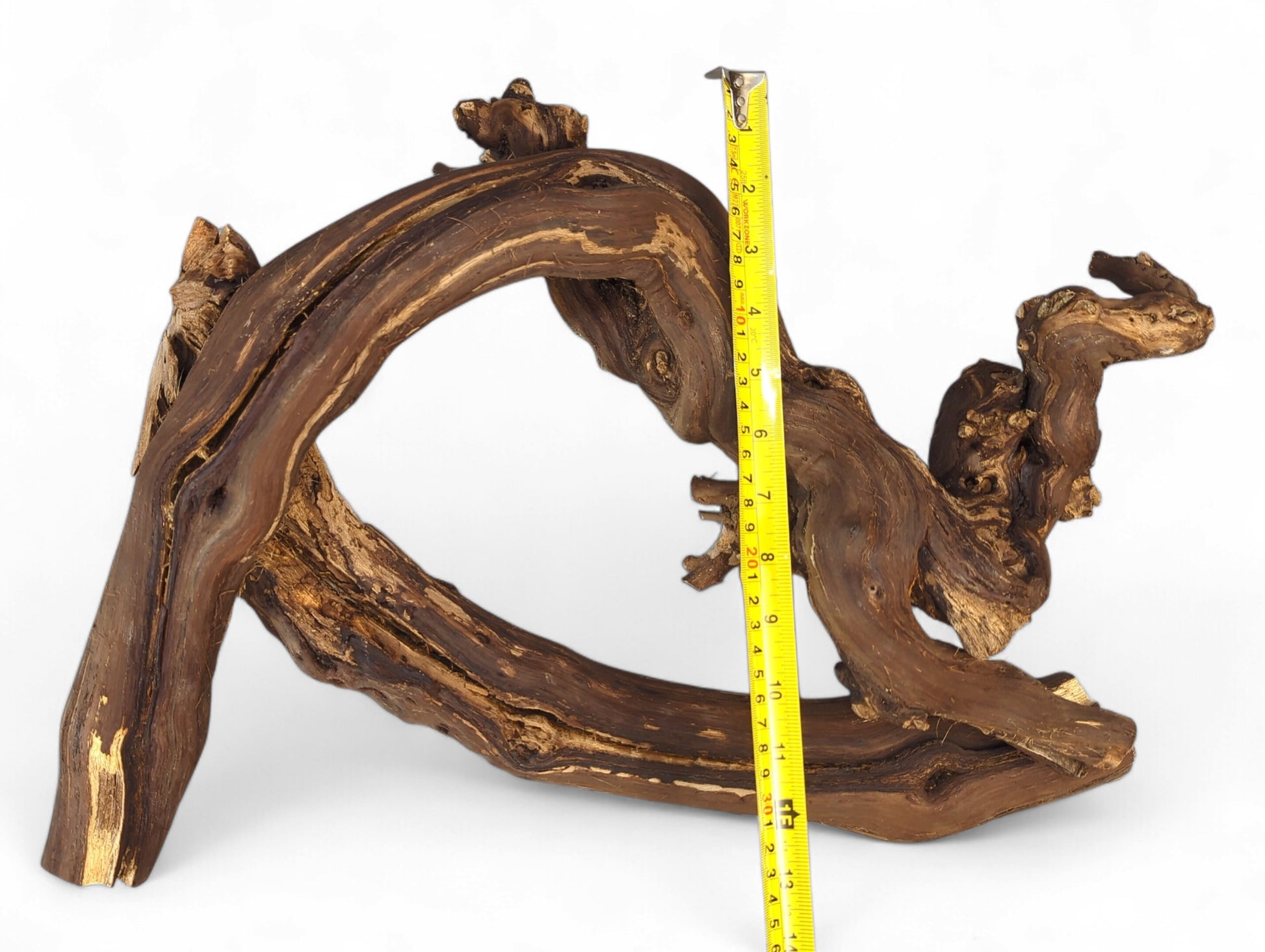 Dark brown wood branch, gnarled and arch-shaped, showing tan grain and splits, measured by yellow tape.