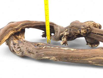 Curved, single dark brown grapevine wood piece with rough texture and tan grain, measured by yellow tape.