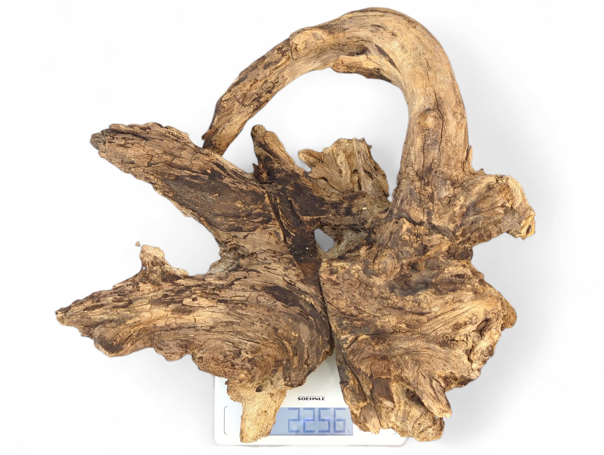 Weathered, multi-toned brown driftwood burl with an arching branch on a white digital scale showing 2256.