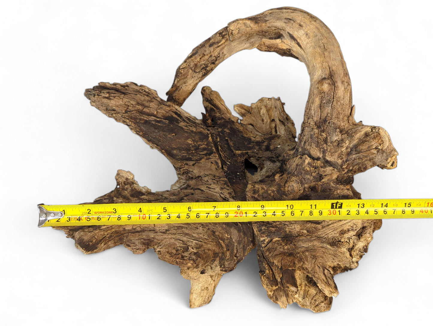 Gnarled, fissured brown wood burl root with an arching top, measured by a yellow tape.