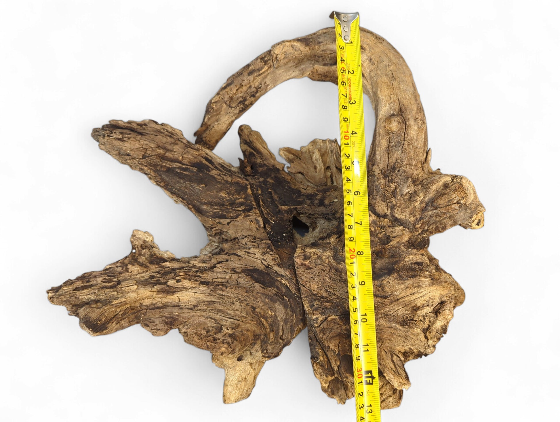 A light and dark brown gnarled wood burl root, deeply fissured, measured by a yellow tape.