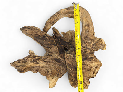 A light and dark brown gnarled wood burl root, deeply fissured, measured by a yellow tape.