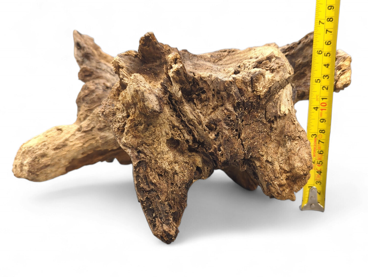 Irregularly shaped, multi-toned brown burl root with rough, deep fissures, measured by a yellow tape.