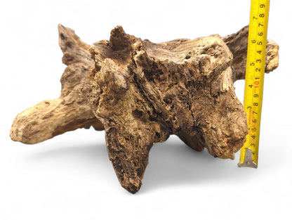 Irregularly shaped, multi-toned brown burl root with rough, deep fissures, measured by a yellow tape.
