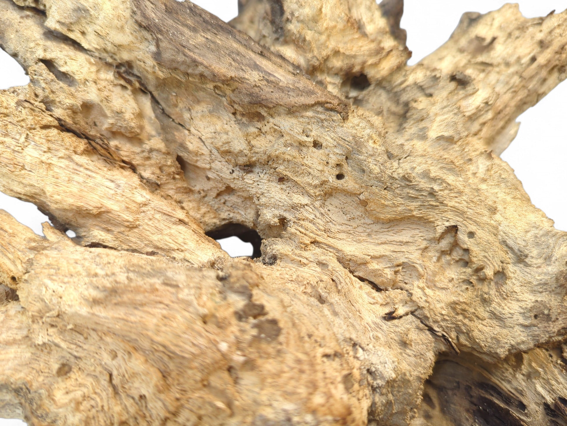 Weathered light brown wood piece with deep fissures, gnarled texture, and scattered small holes.