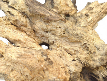Weathered light brown wood piece with deep fissures, gnarled texture, and scattered small holes.