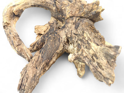 Irregularly shaped light brown burl root with dark crevices and a rough, deeply fissured texture.